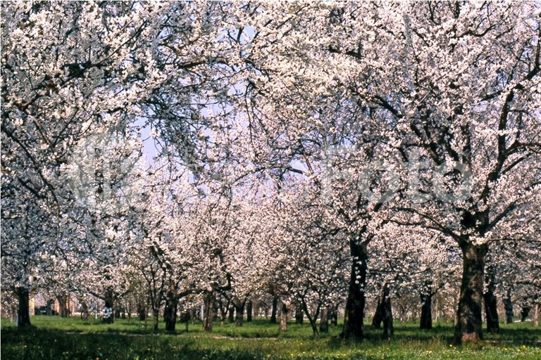 Emilia Romagna-Vignola-Kirschbluete
