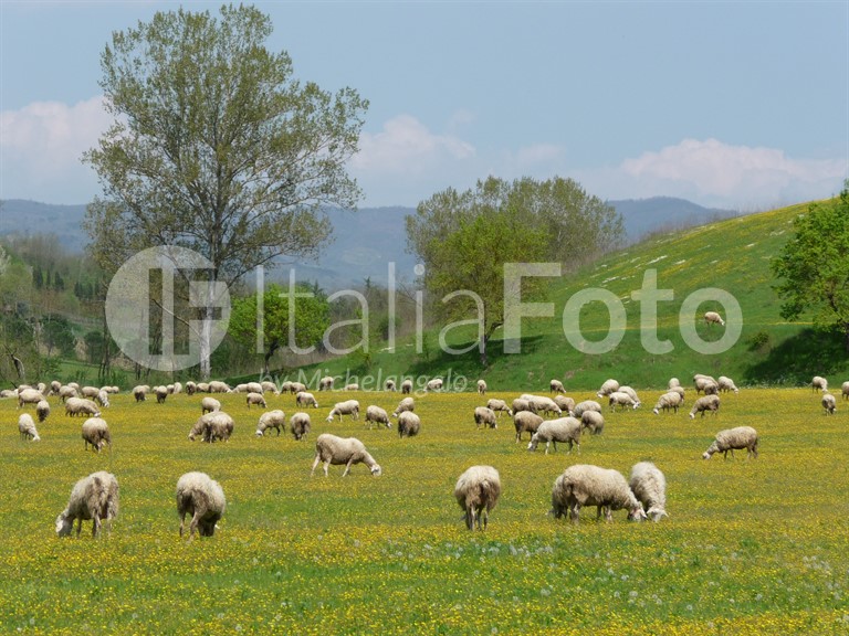 Tuscany-Chianti-Sheep
