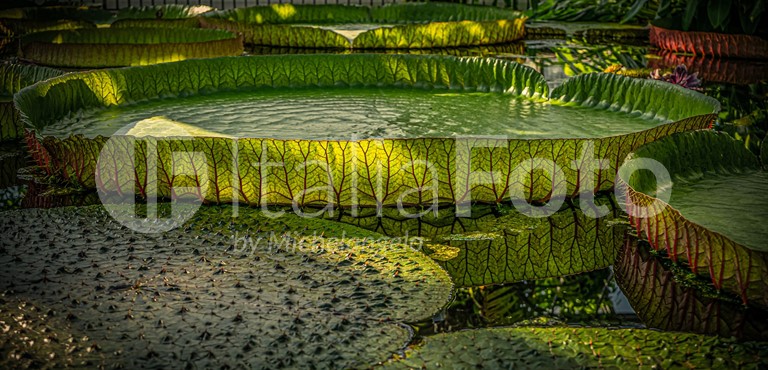 Veneto-Padua-Botanical Garden