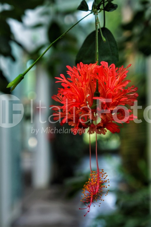 Veneto-Padua-Botanical Garden