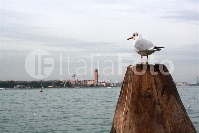 Veneto-Venice