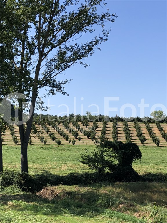 Piedmont-Roero